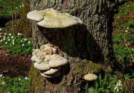 Old multi-layered tinder fungus (Fomes fomentarius) on a dead pine (Pinus sylvestris) in Gullmarsskogen nature reserve, Lysekil Municipality, Sweden.