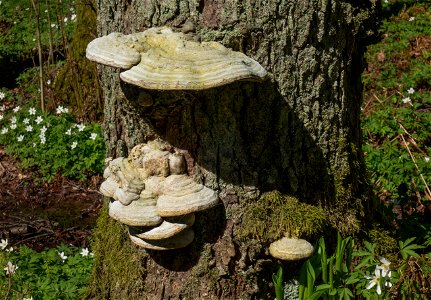 Old multi-layered tinder fungus (Fomes fomentarius) on a dead pine (Pinus sylvestris) in Gullmarsskogen nature reserve, Lysekil Municipality, Sweden. photo