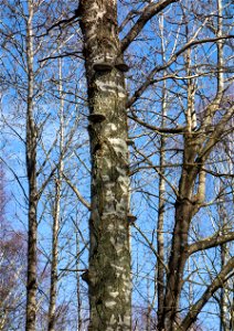 Tinder fungus (Fomes fomentarius) on a birch (Betula pendula) in Gullmarsskogen nature reserve, Lysekil Municipality, Sweden. photo