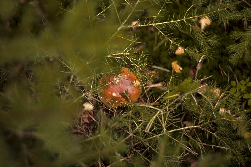 Autumn mushrooms red