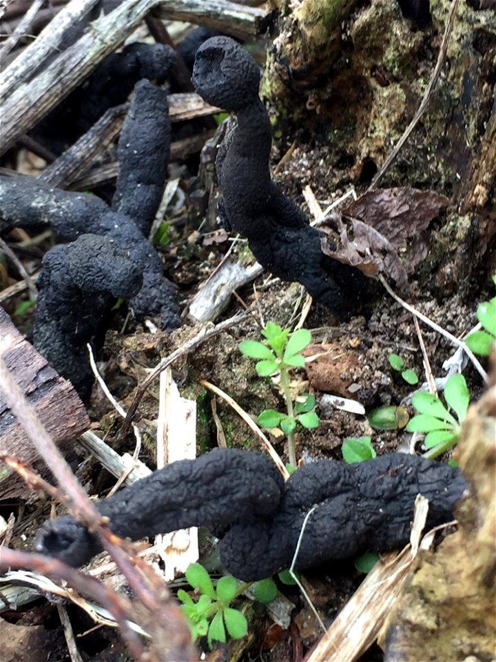 dead man's fingers (Xylaria polymorpha)