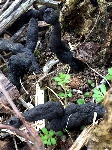 dead man's fingers (Xylaria polymorpha) photo