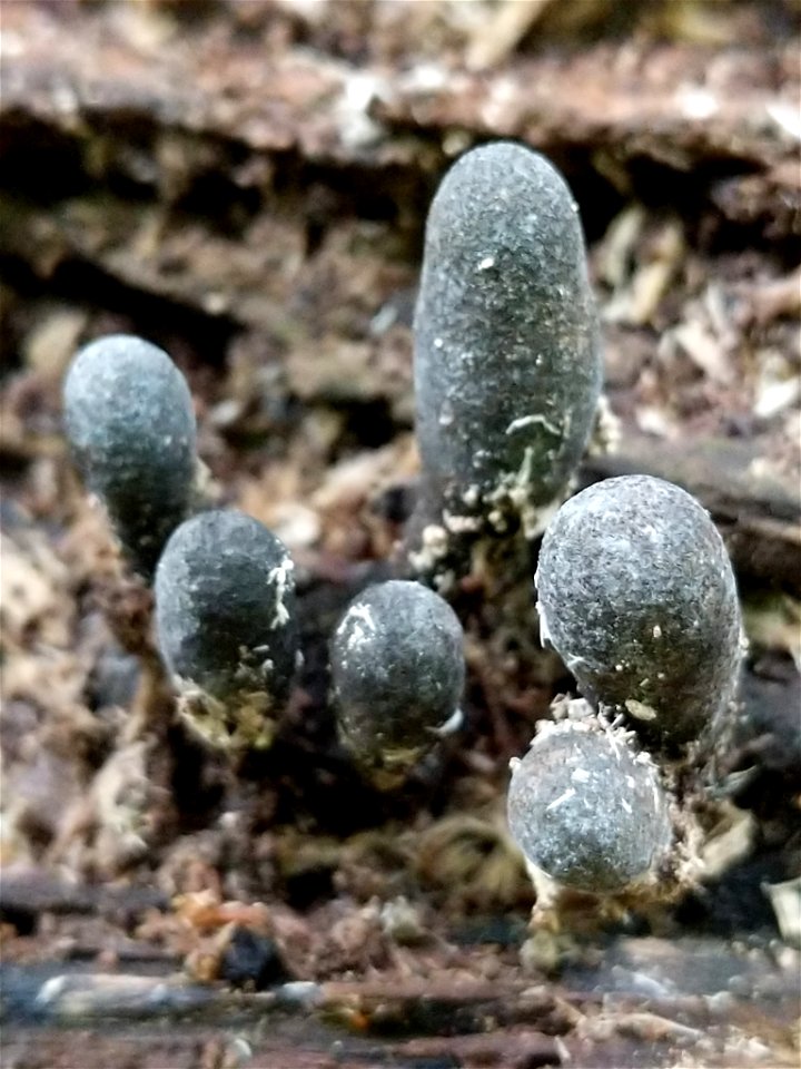 dead man's fingers (Xylaria polymorpha)