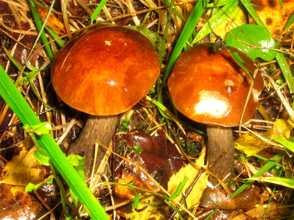 Подберезовики - Podberezoviks — Leccinum scabrum — Підберезовик