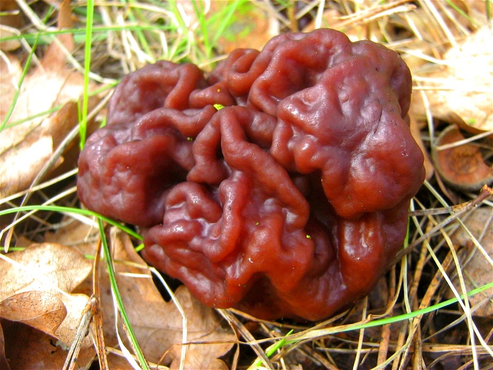 Gyromitra esculenta  Frühjahrslorchel bei Rothenklempenow (Vorpommern).