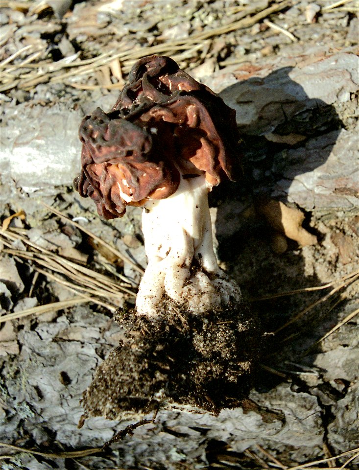 Gyromitra esculenta, pine forest in Puscha-Voditsa near Kiev, Ukraine