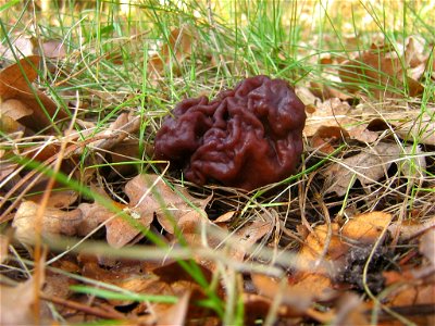 Gyromitra esculenta Frühjahrslorchel bei Rothenklempenow (Vorpommern). photo