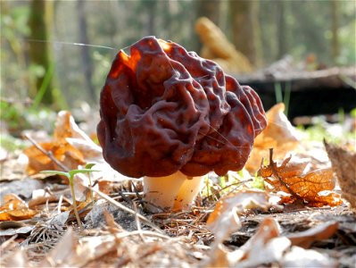 Frühjahrs-Giftlorchel im Landschaftsschutzgebiet Seppenser Bach, Steinbach und angrenzende Talbereiche photo