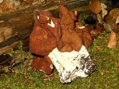 Gyromitra gigas, oder wahrscheinlicher G. fastigiata photo