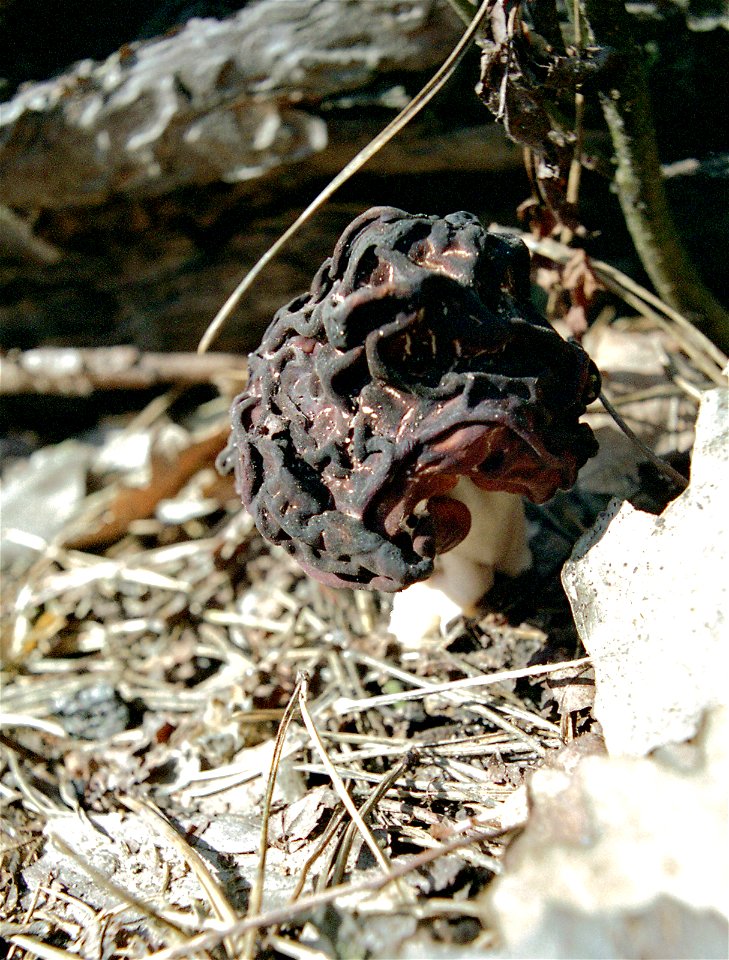 Gyromitra esculenta, pine forest in Puscha-Voditsa near Kiev, Ukraine