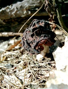 Gyromitra esculenta, pine forest in Puscha-Voditsa near Kiev, Ukraine photo