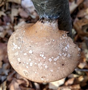 birch polypore (Fomitopsis betulina)