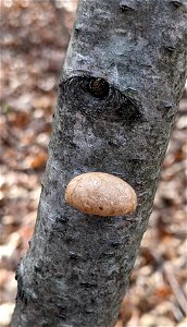 birch polypore (Fomitopsis betulina) photo