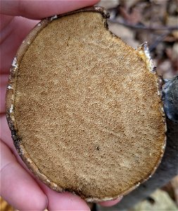 birch polypore (Fomitopsis betulina) photo