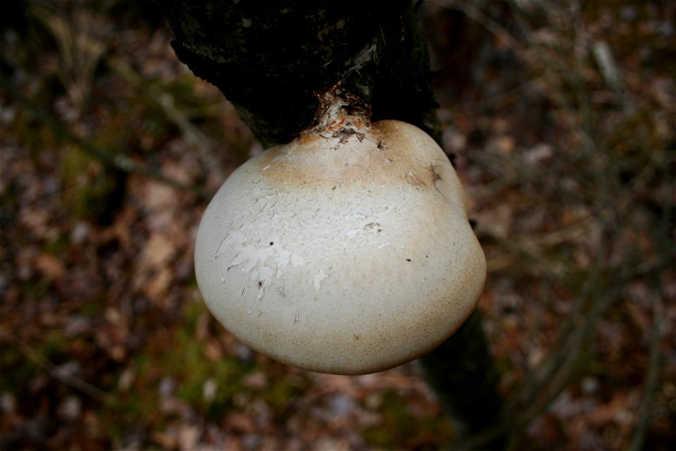 birch polypore (Fomitopsis betulina) photo