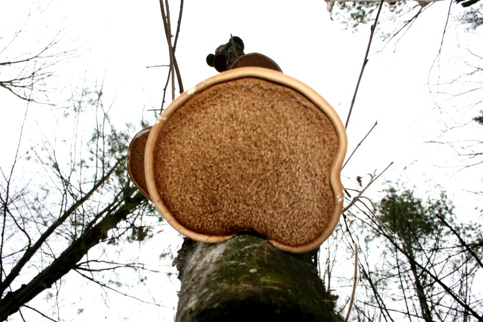 birch polypore (Fomitopsis betulina) photo