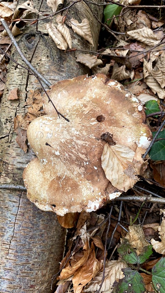 birch polypore (Fomitopsis betulina) photo