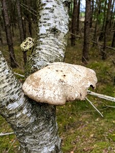birch polypore (Fomitopsis betulina)