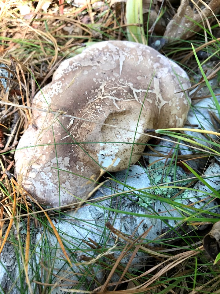 birch polypore (Fomitopsis betulina) photo