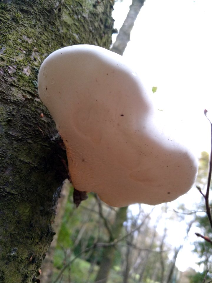 birch polypore (Fomitopsis betulina) photo