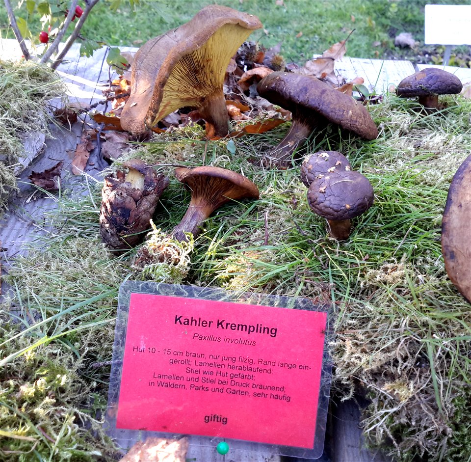 Kahler Krempling (bei wiederholtem Verzehr auch gegart giftig) bei der Pilzausstellung Rostock am 27. September 2015.