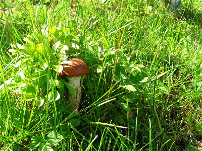Гриб подосиновик красный в траве photo