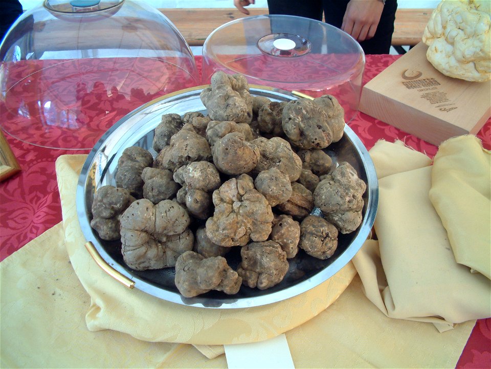 White truffles, mushrooms, Mirna river valley, Croatia.

K. Korlević