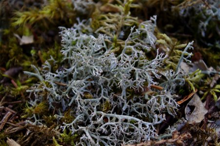 gray reindeer lichen (Cladonia rangiferina) photo