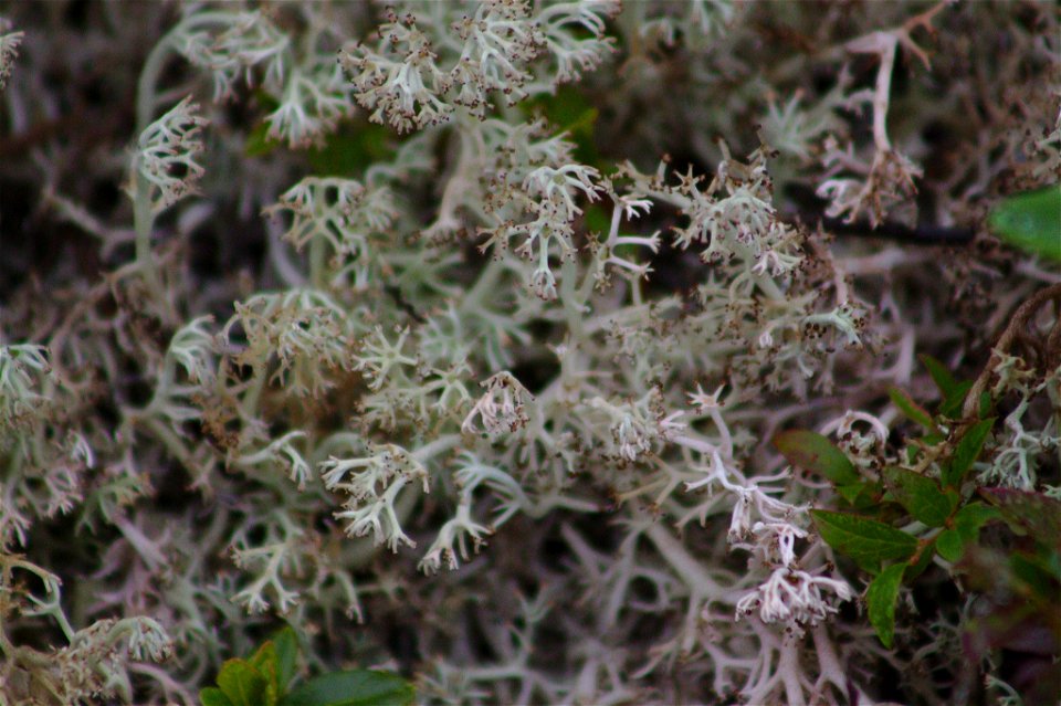 gray reindeer lichen (Cladonia rangiferina) photo