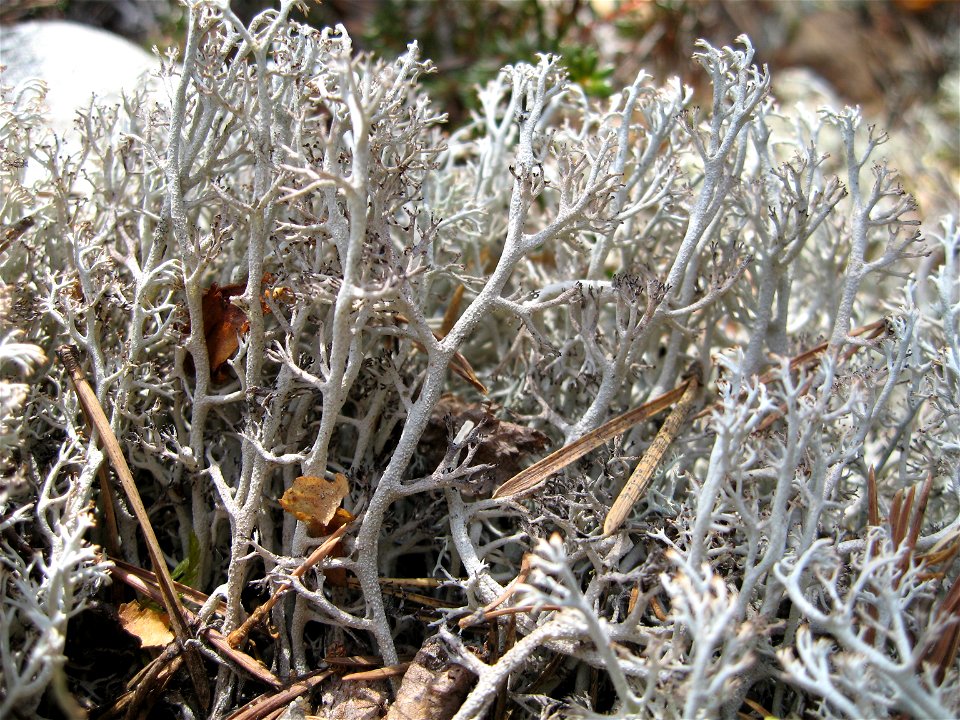 Grå reinlav - Cladonia rangiferina