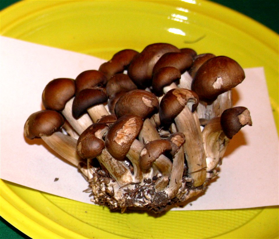 Lyophyllum decastes at the 12-th countrywide mushroom exhibition 2008, Žofín, Prague, Czech Republic