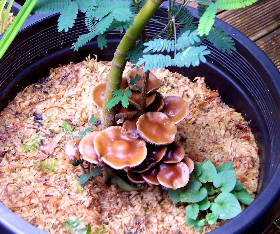Psilocybe subaeruginosa or 'Golden tops' growing naturally in a potplant.