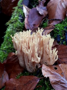 Upright Coral Fungus (Ramaria stricta) photo