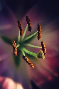 Flower nature plant