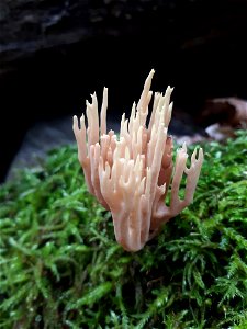 Upright Coral Fungus (Ramaria stricta) photo