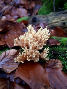 Upright Coral Fungus (Ramaria stricta) photo