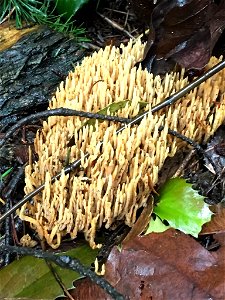 Upright Coral Fungus (Ramaria stricta) photo