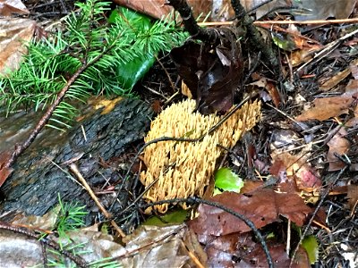 Upright Coral Fungus (Ramaria stricta) photo