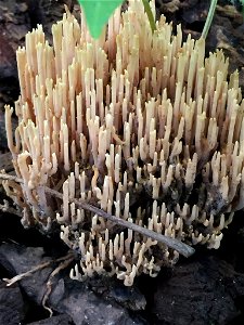 Upright Coral Fungus (Ramaria stricta) photo