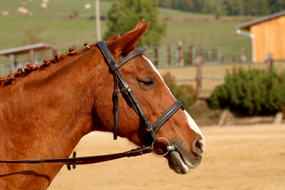 Animal mane horse riding