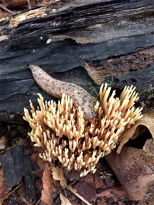 Upright Coral Fungus (Ramaria stricta) photo