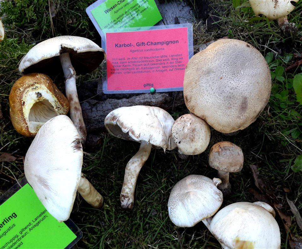 Karbol-Champignon (Giftpilz) bei der Pilzausstellung Rostock am 27. September 2015.