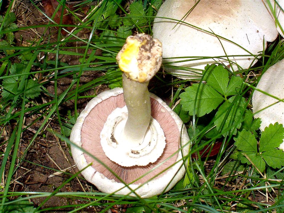 Agaricus xanthodermus