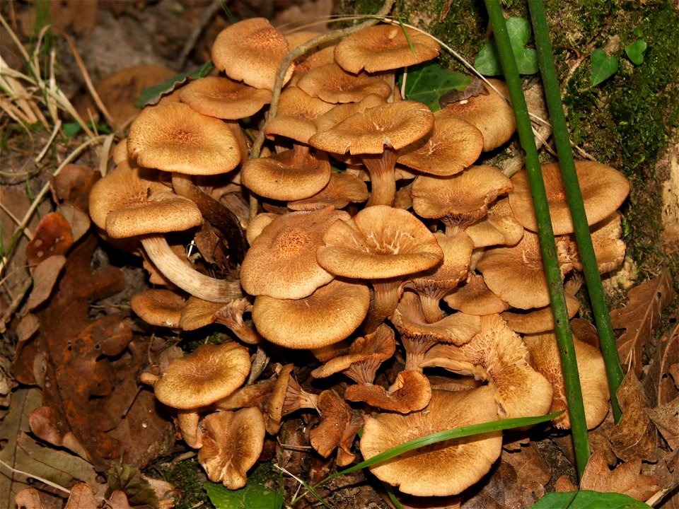 Armillaria tabescens photo