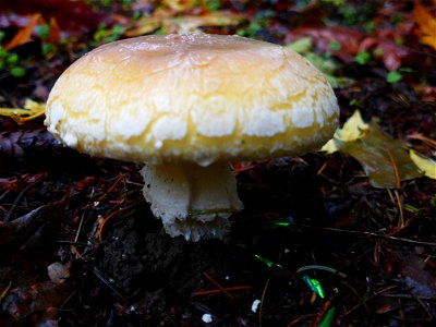 Jewelled Amanita (Amanita gemmata) photo