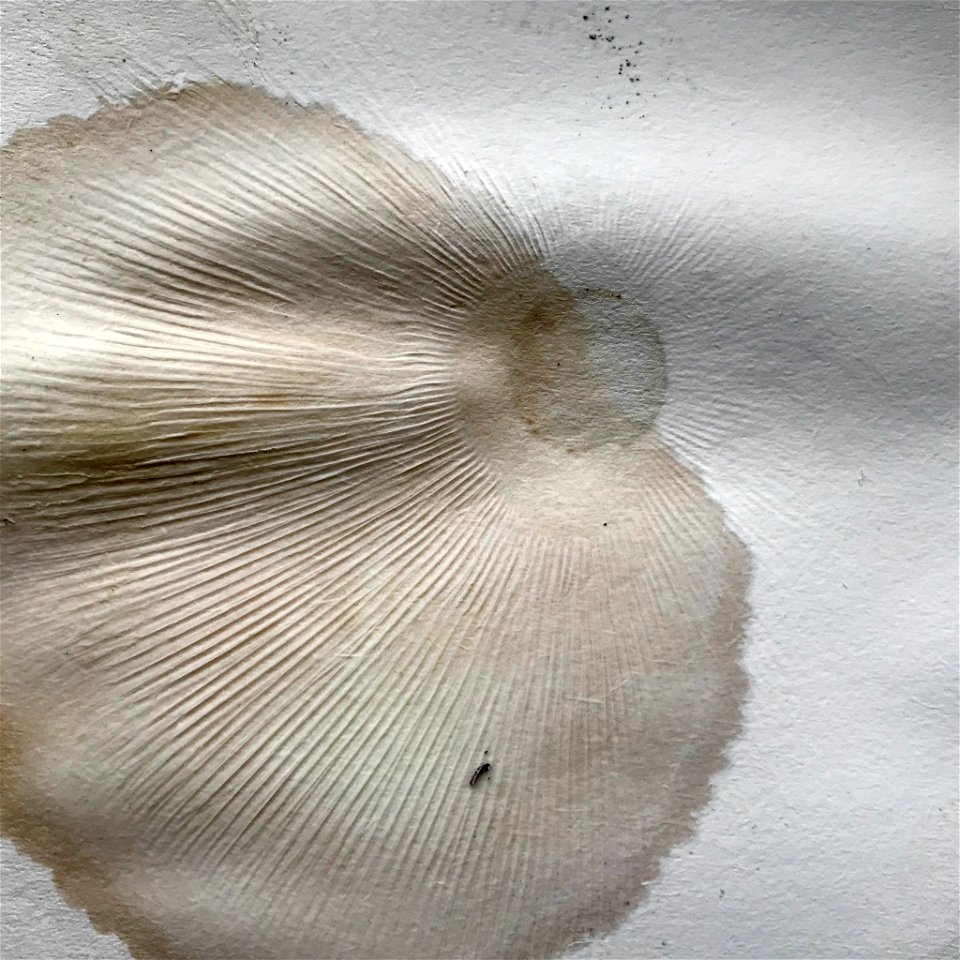 Jewelled Amanita (Amanita gemmata)