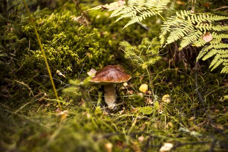 Autumn mushrooms red