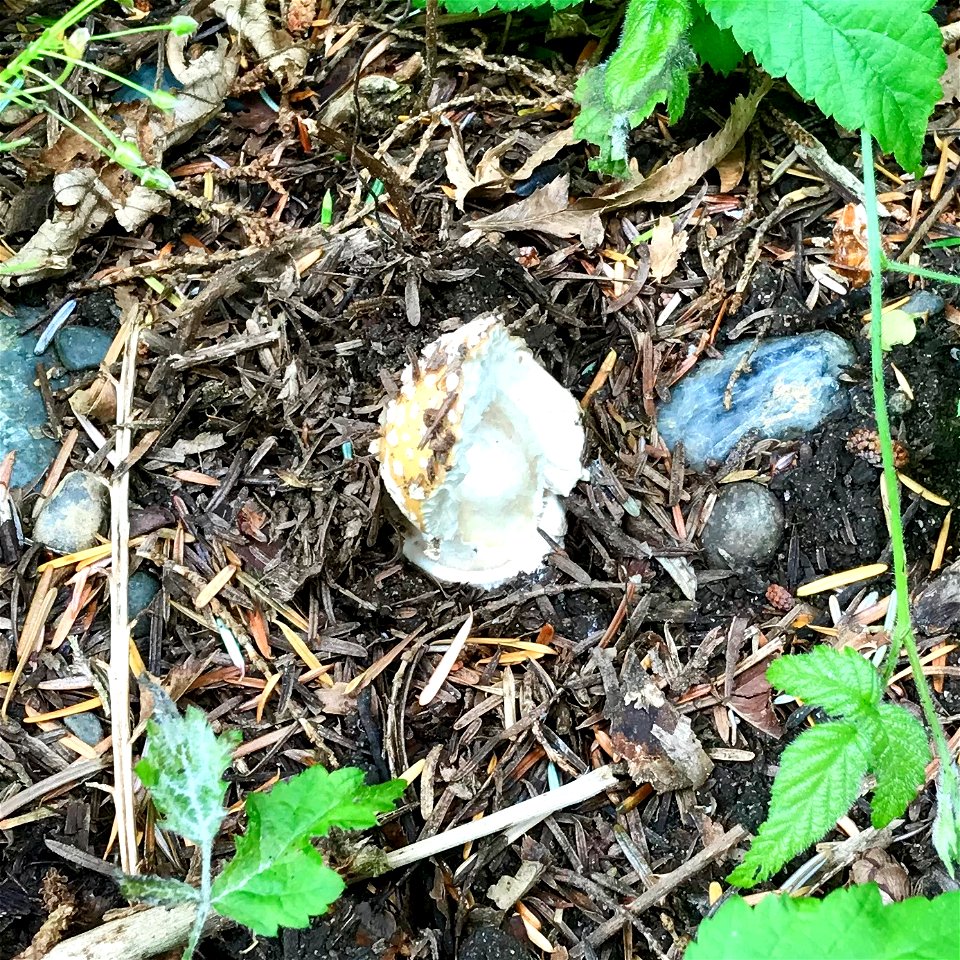 Jewelled Amanita (Amanita gemmata)