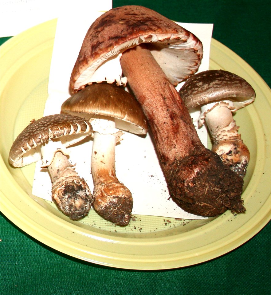 Amanita rubescens on Prague international mushroom exhibition 2008, Czech Republic