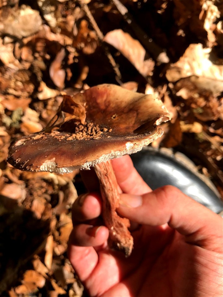 blusher (Amanita rubescens)